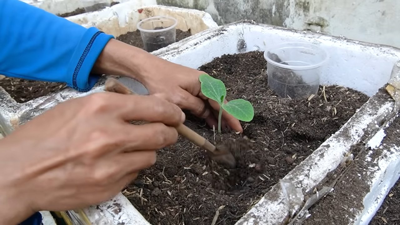 Double Pumpkin Harvest Technique