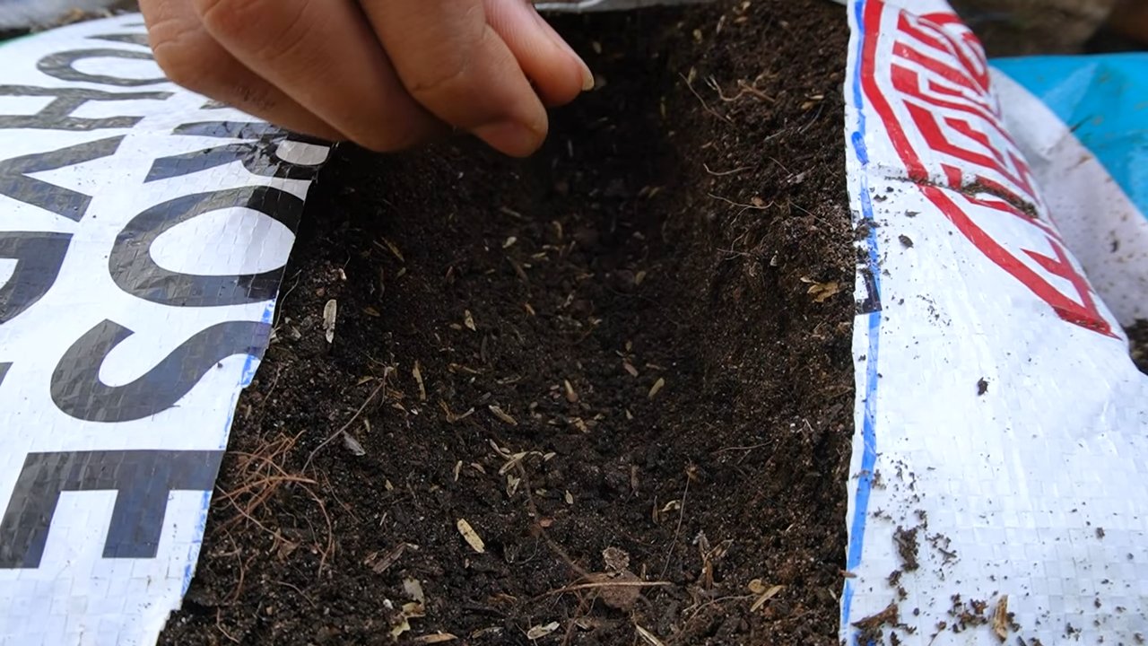 Grow Strawberries from Scratch