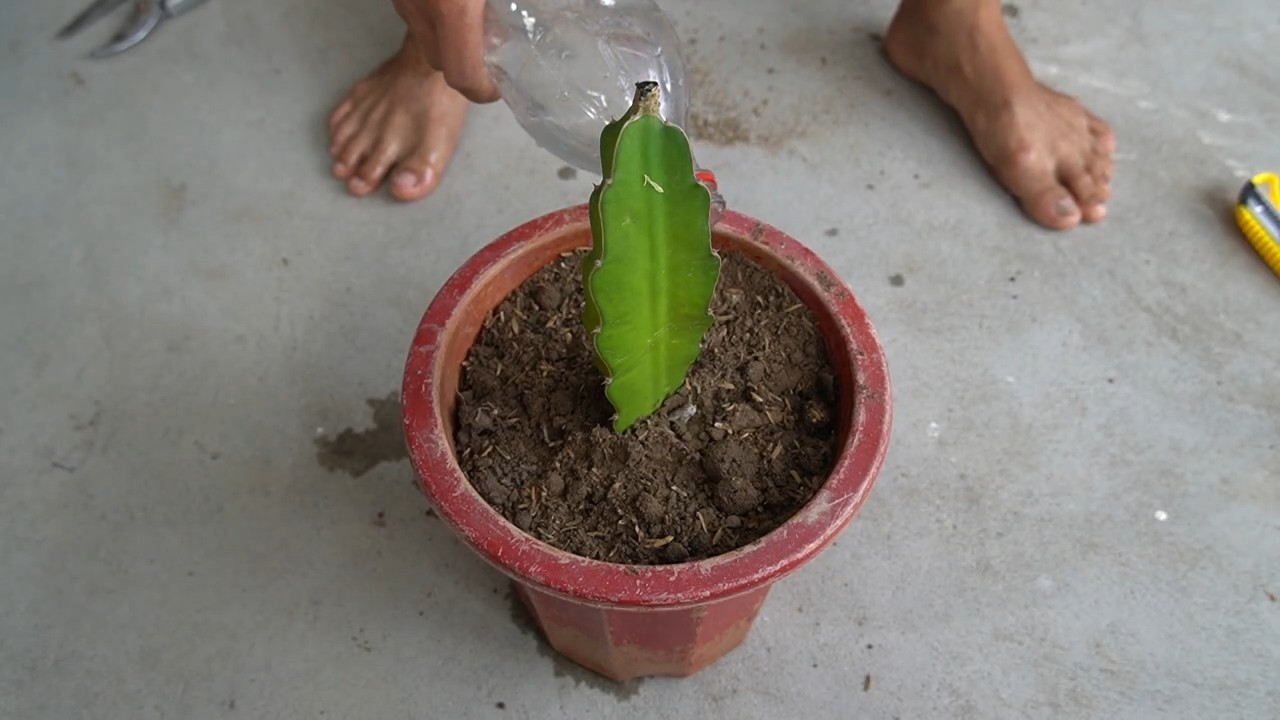 Dragon fruit cutting propagation