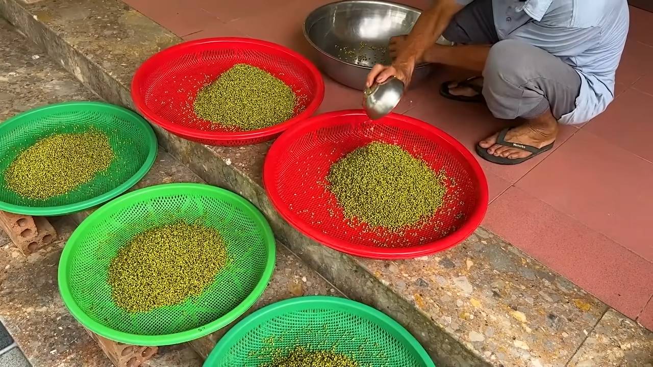 Grow bean sprouts at home