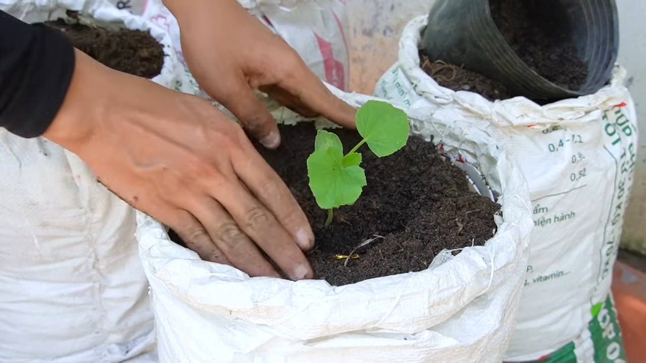 Growing cantaloupes in bags