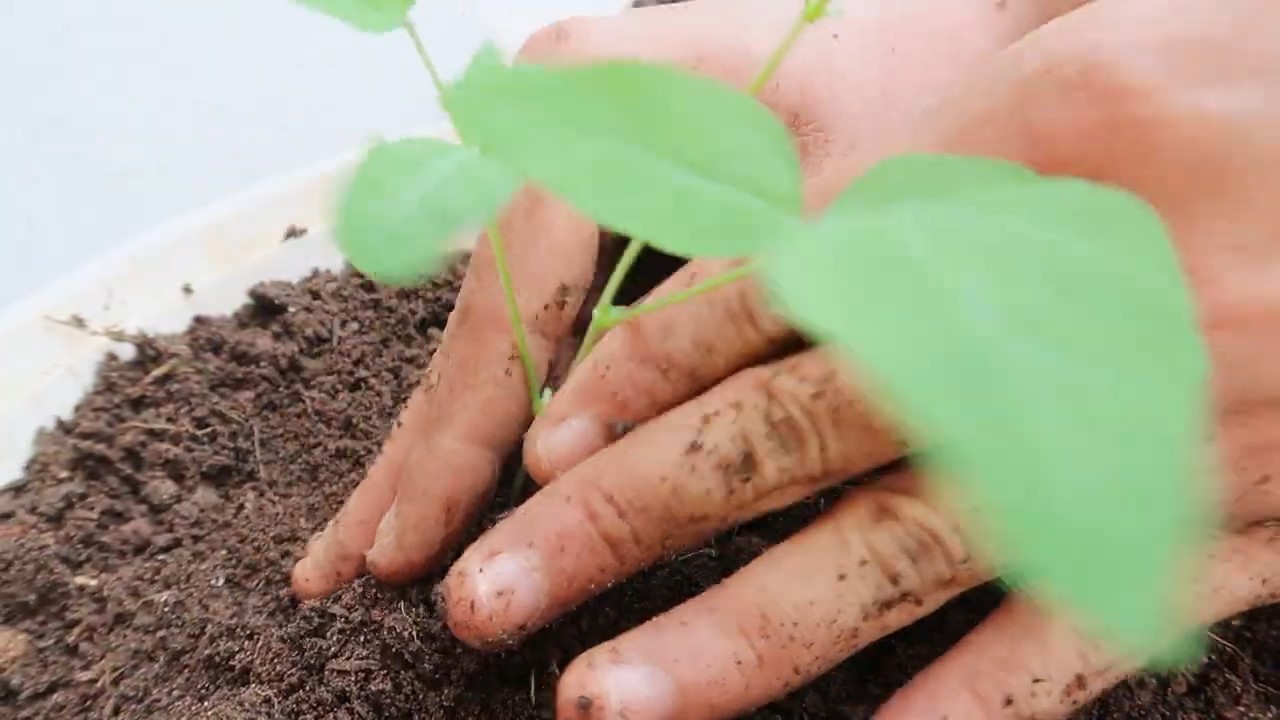 Growing Winged Beans Easily
