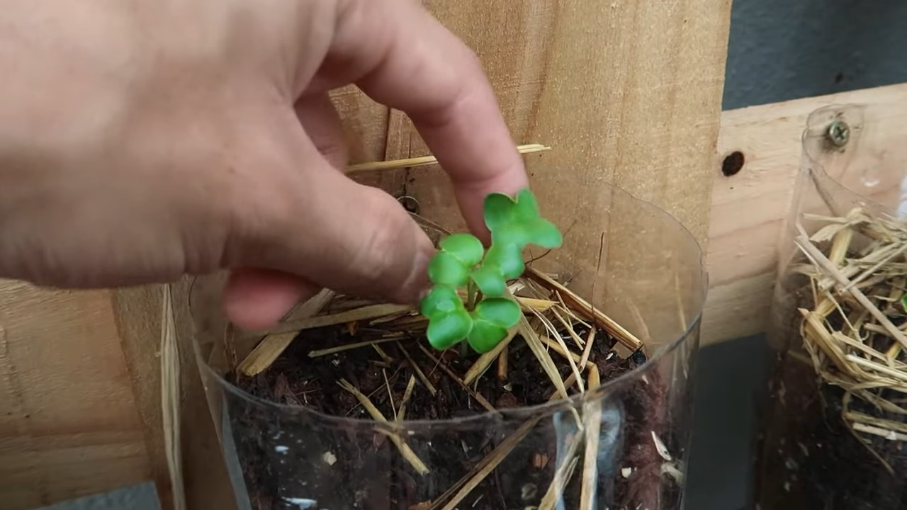 Growing Carrots in Soil Bags