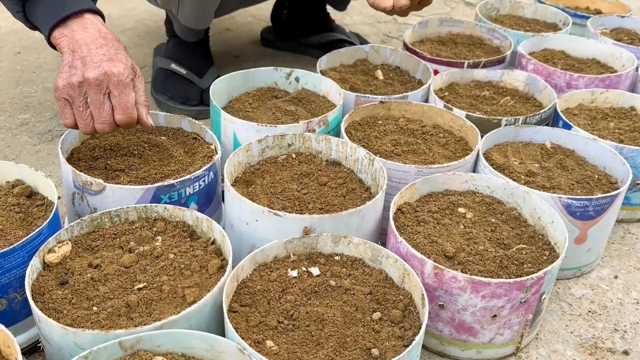 Grow Fresh Parsley Daily