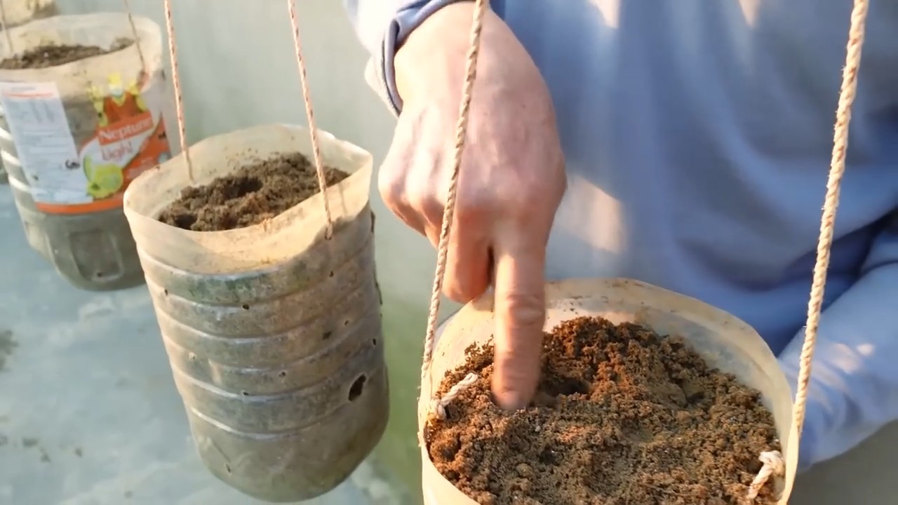Grow carrots easily