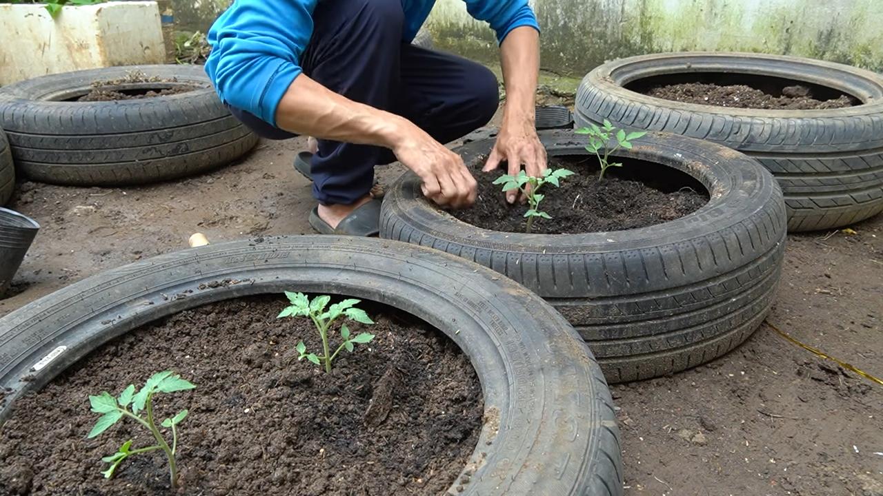 Growing tomatoes at home