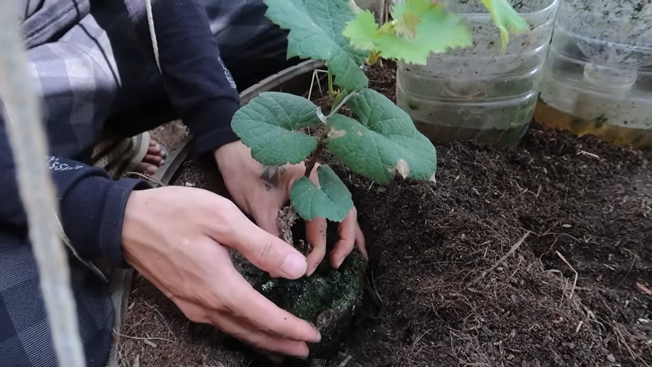 Grow grapes in your backyard