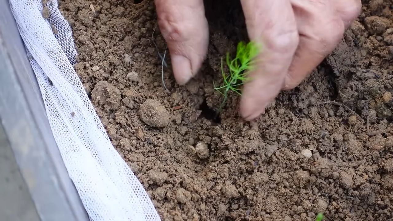 Grow Your Own Asparagus