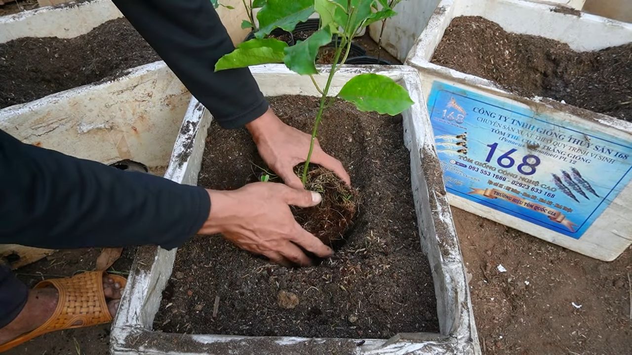 Grow Passion Fruit Backyard