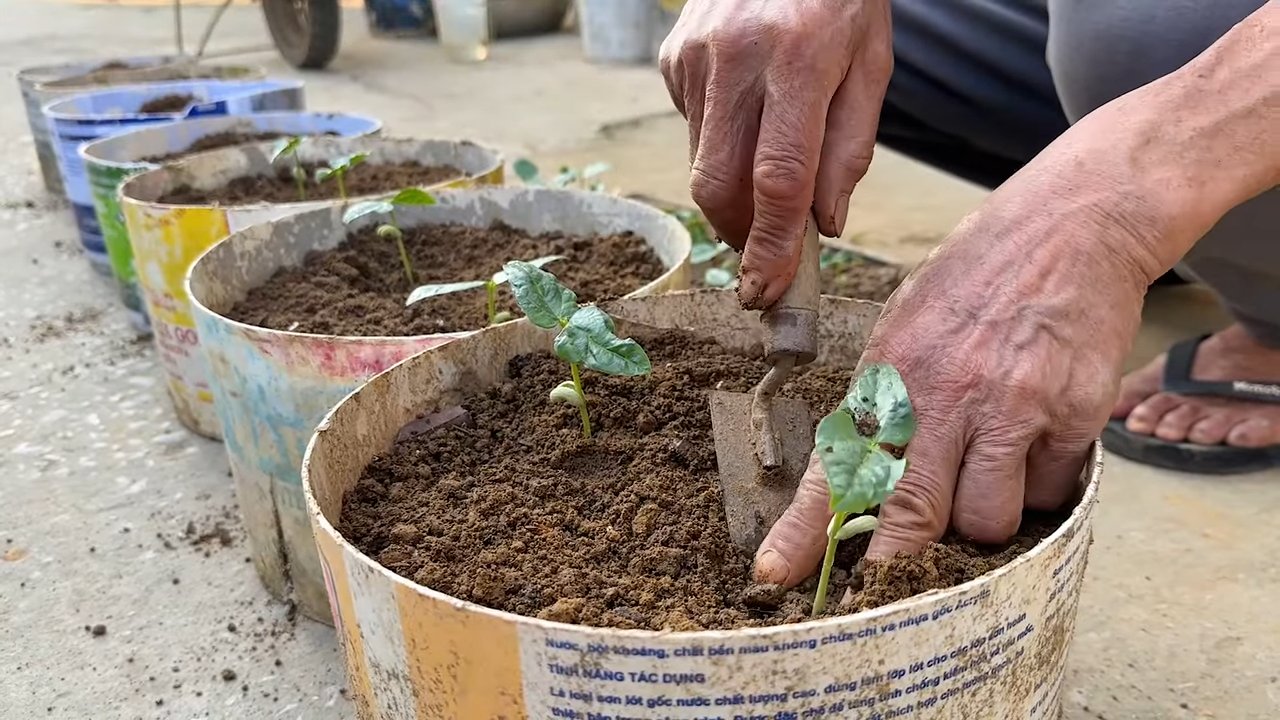 Yardlong Bean Growing Tips