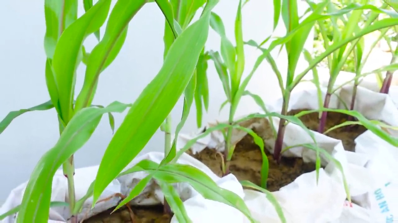 Grow Purple Corn Rooftop