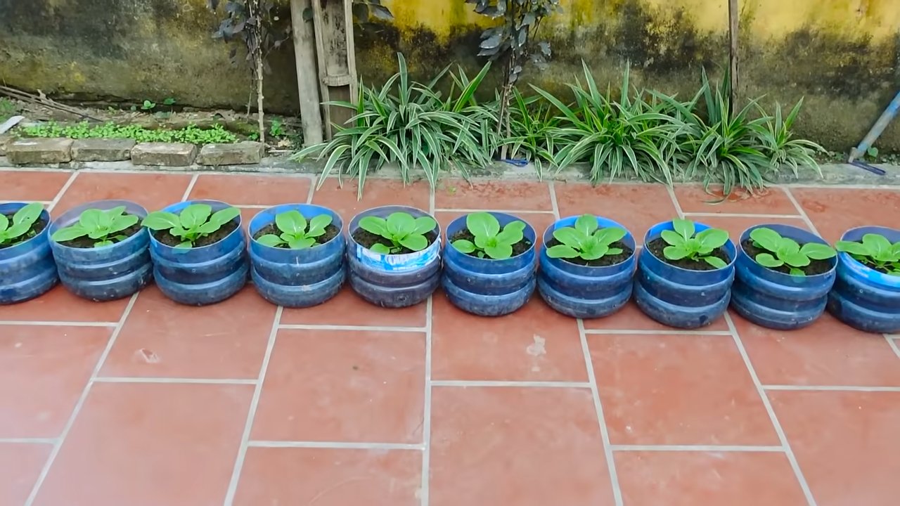 Grow Chinese Cabbage Fast