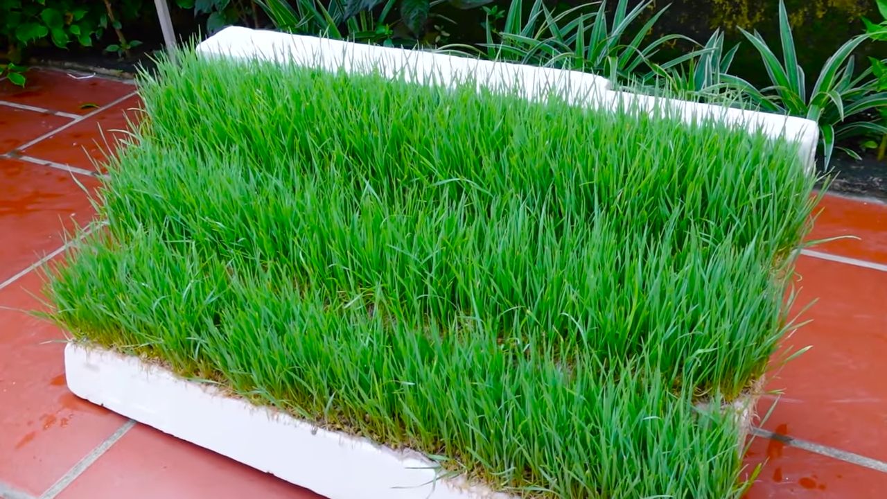 Grow wheatgrass with water