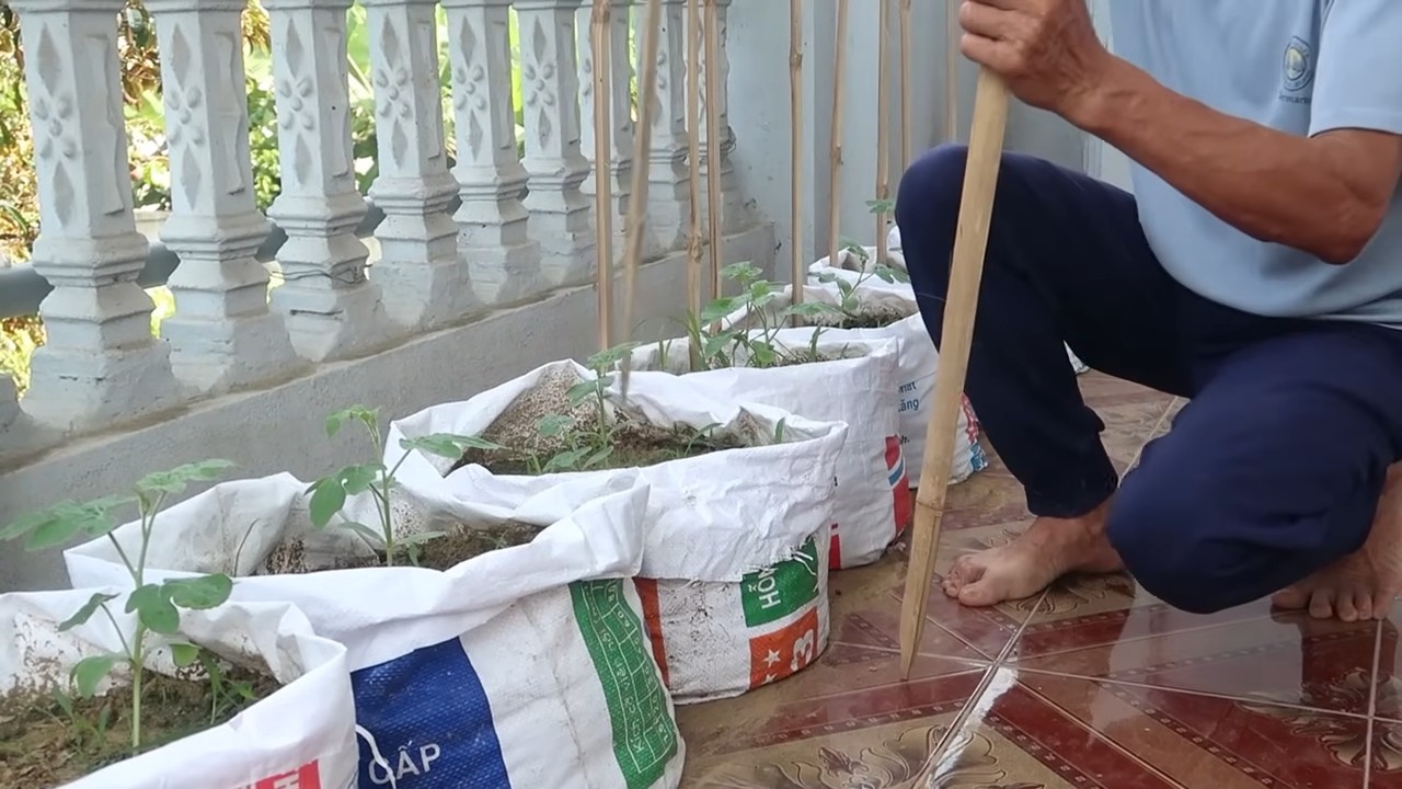 Start watermelons early garden