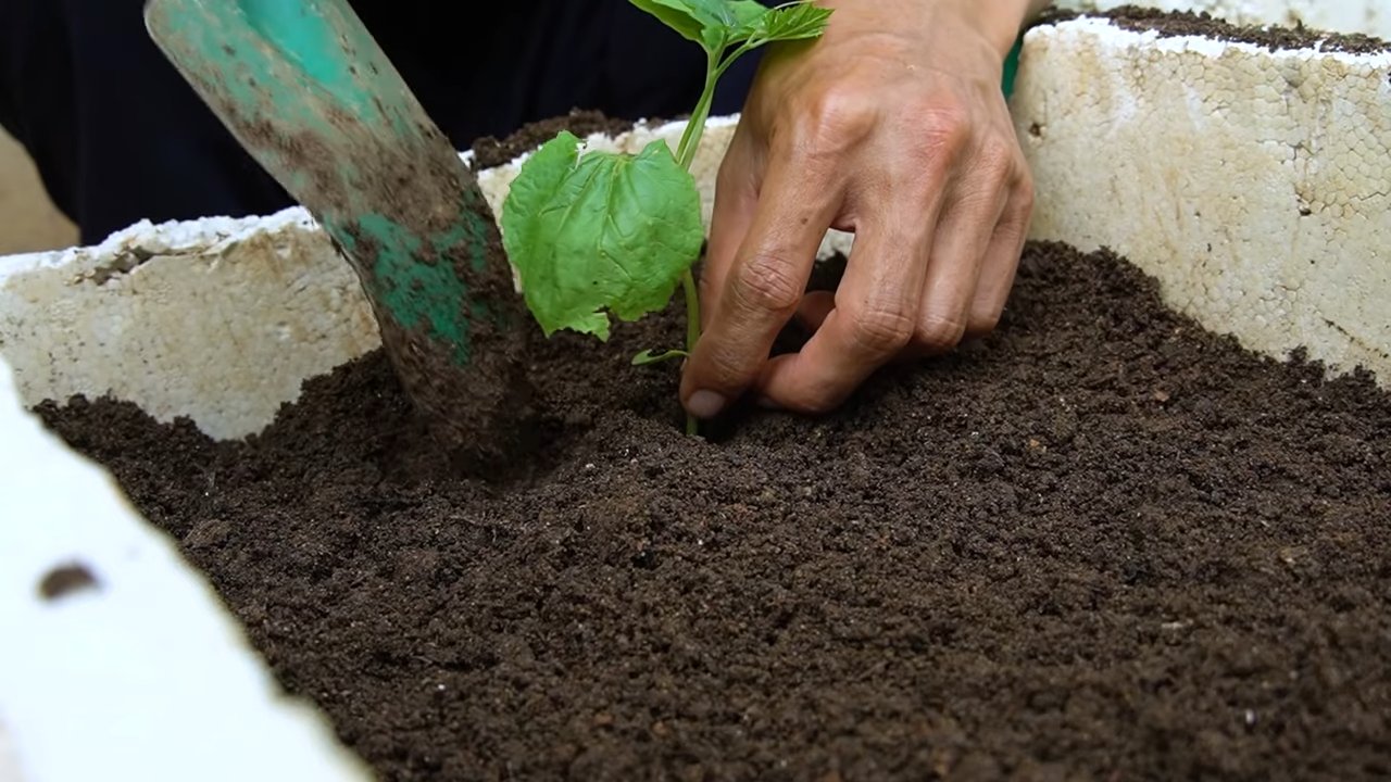 Grow bitter gourds abundantly