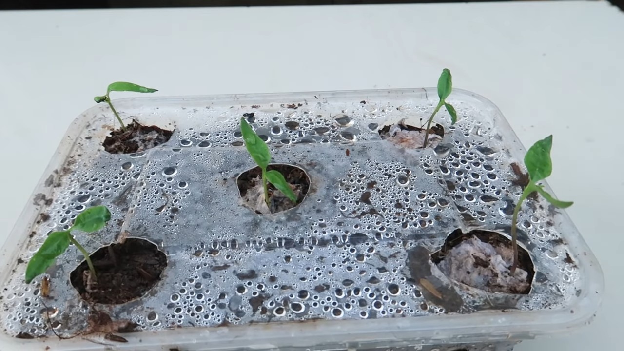 Double Pepper Harvest Home