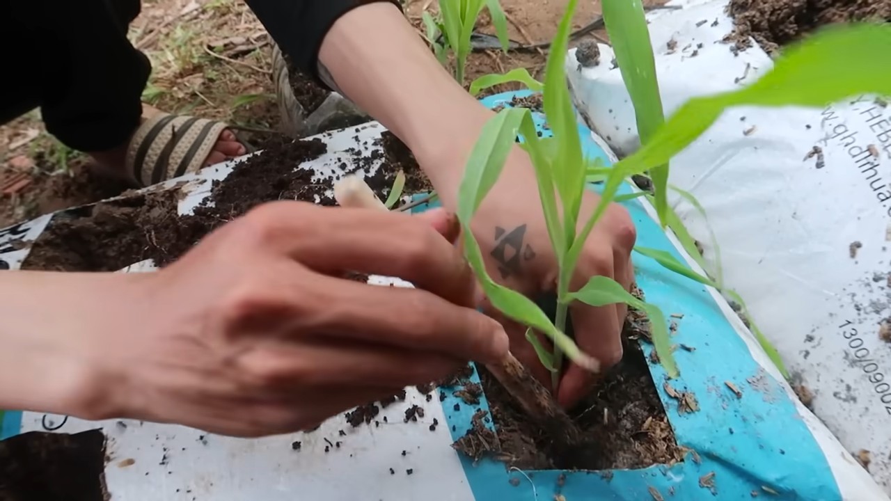 Soil bags for corn