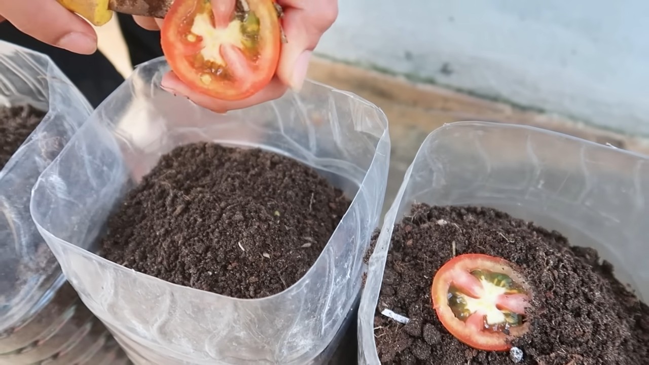 Tomato garden family plan