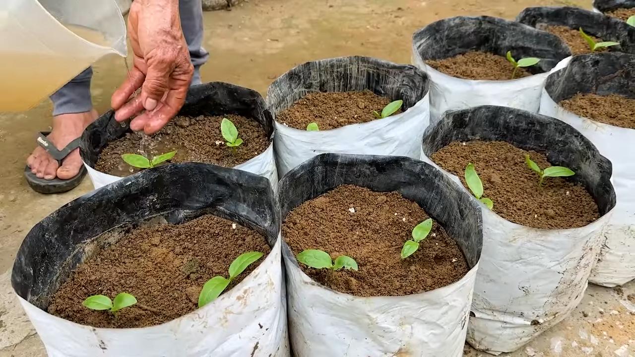 Grow Malabar Spinach Home