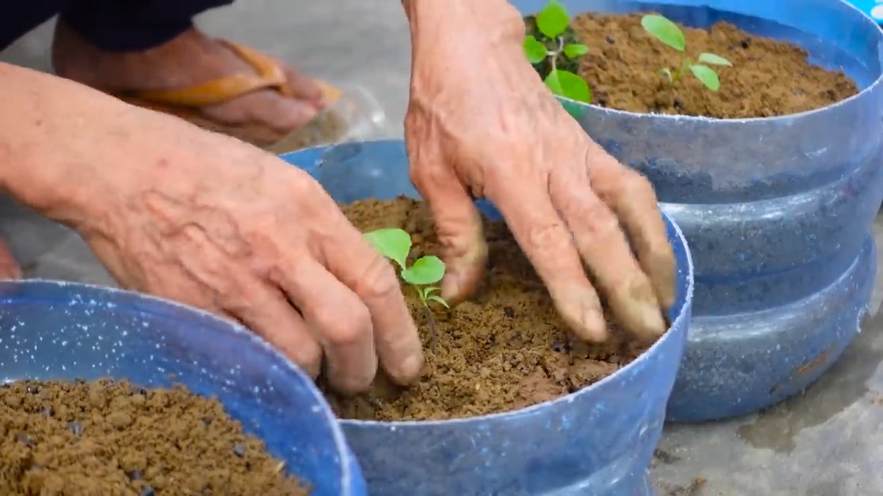 Growing Eggplants Step by Step
