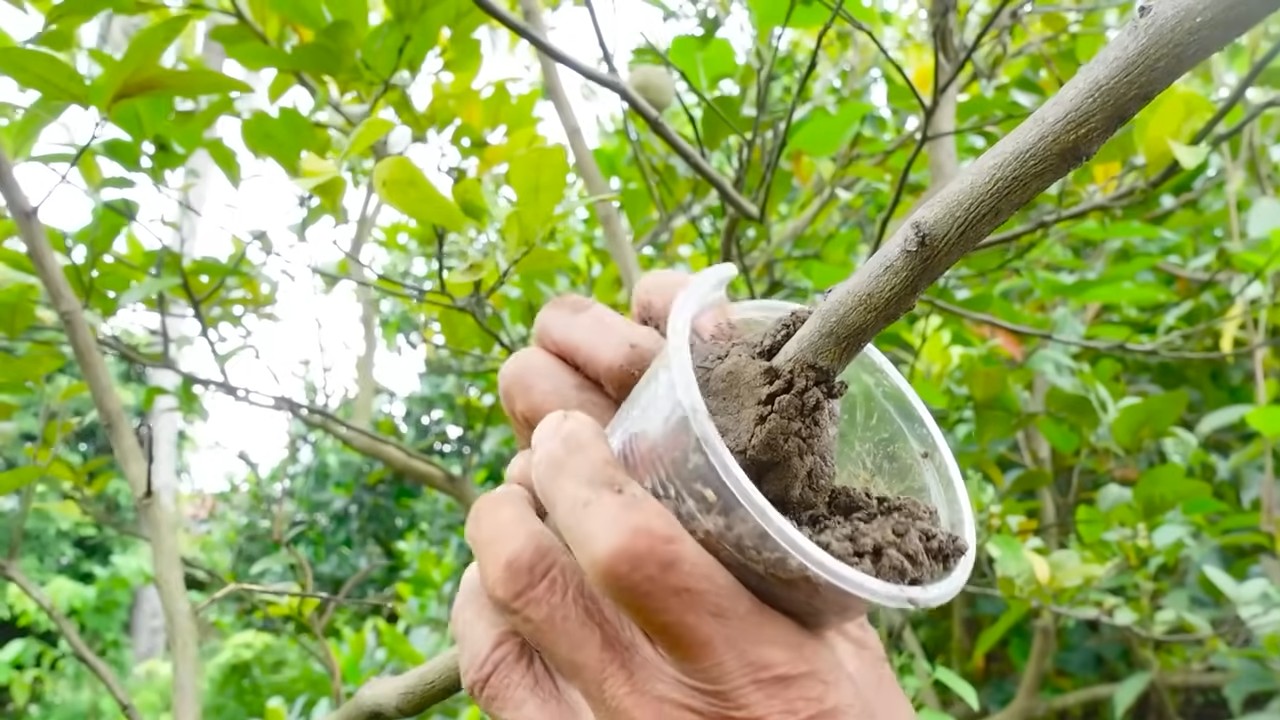 Grow lemons year round