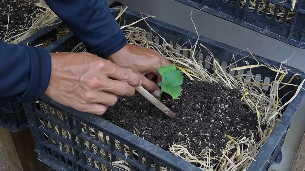 Growing Eggplants Easily