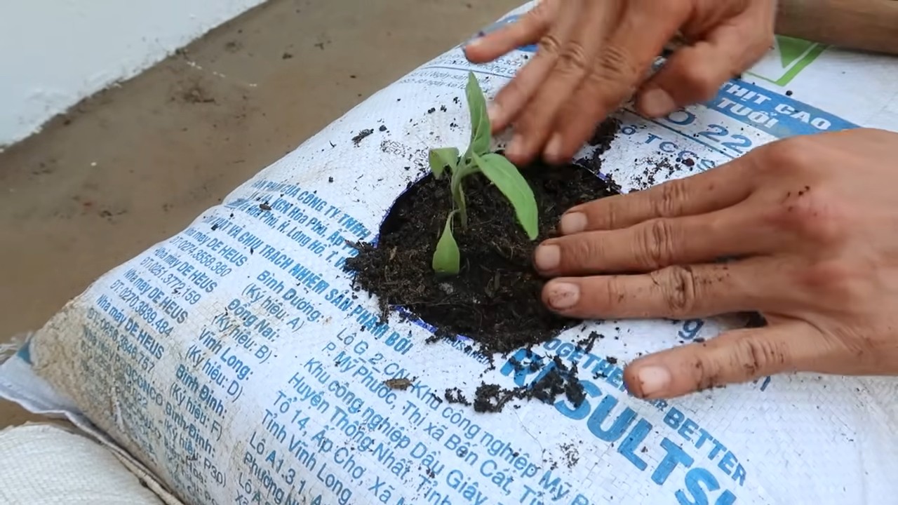 Eggplant growing tips beginners