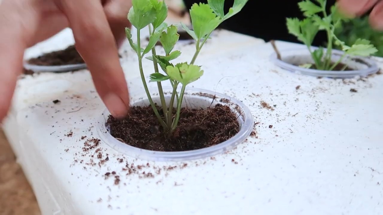 Grow Crunchy Celery at Home
