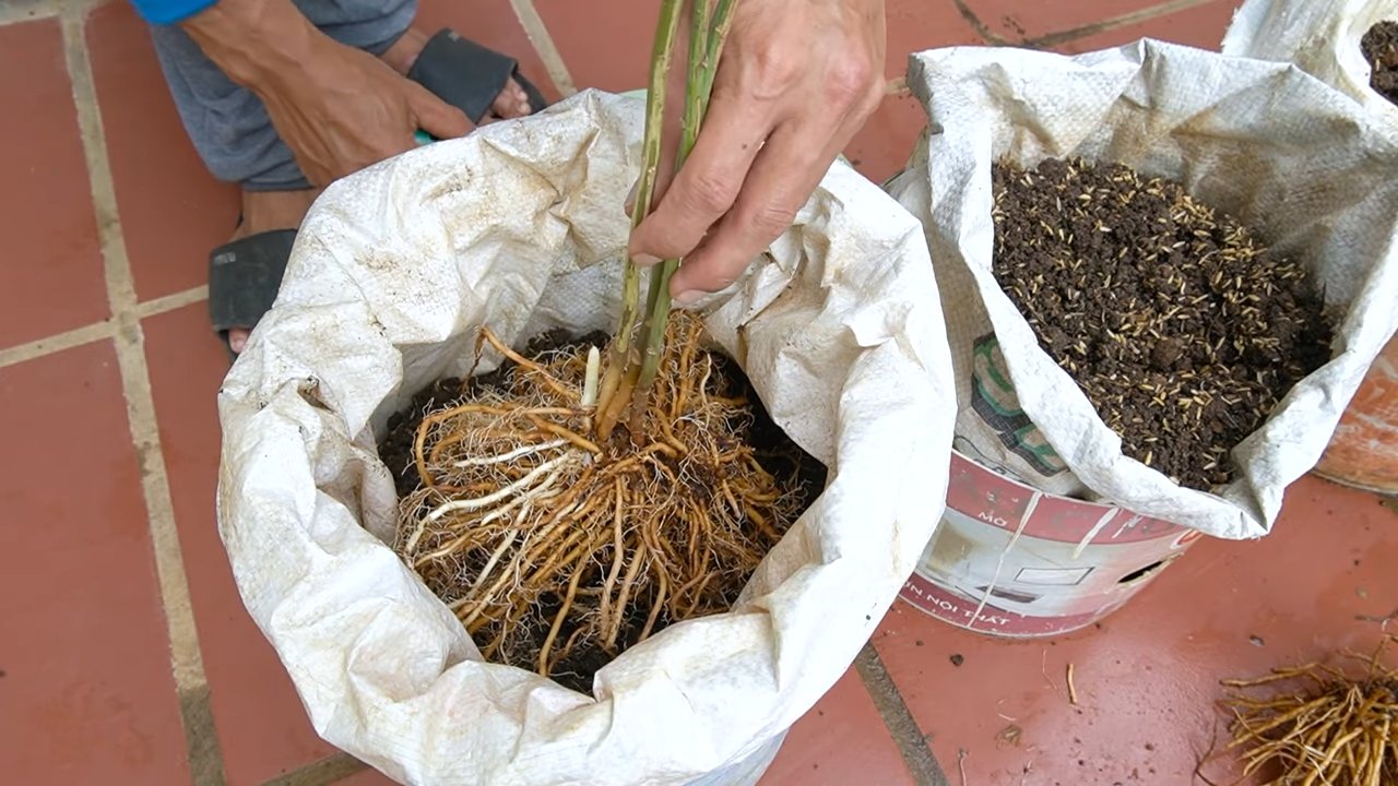 Grow Asparagus All Year