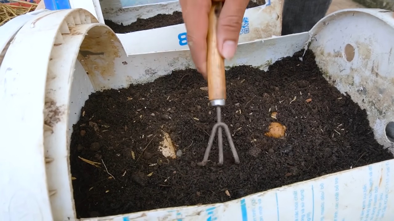 Yellow watermelon growing tips