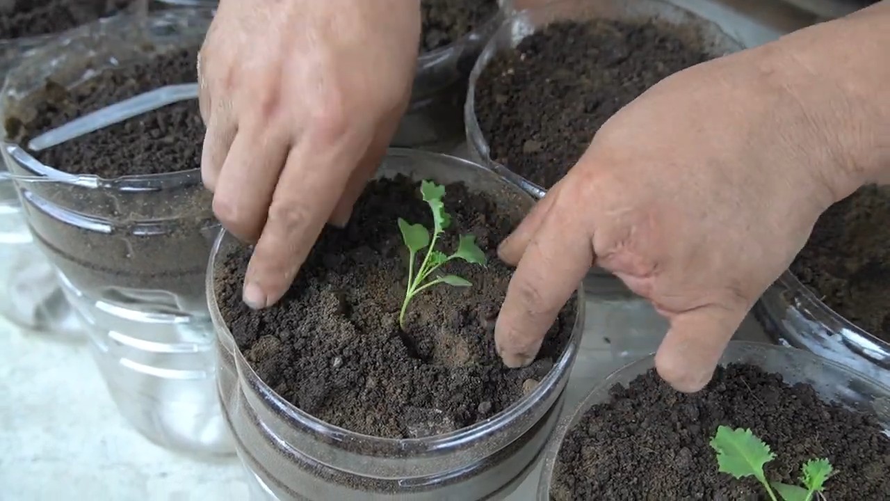 Growing Kale in Plastic Bottles