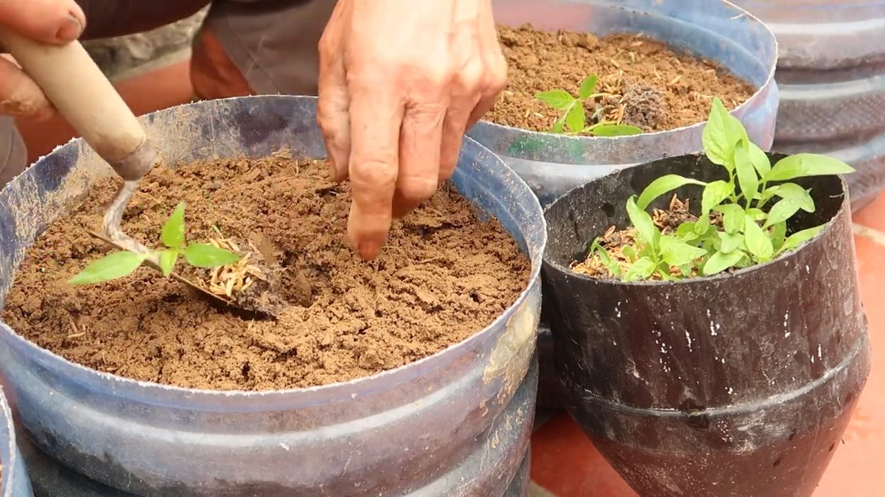 Grow Chili Peppers Yield