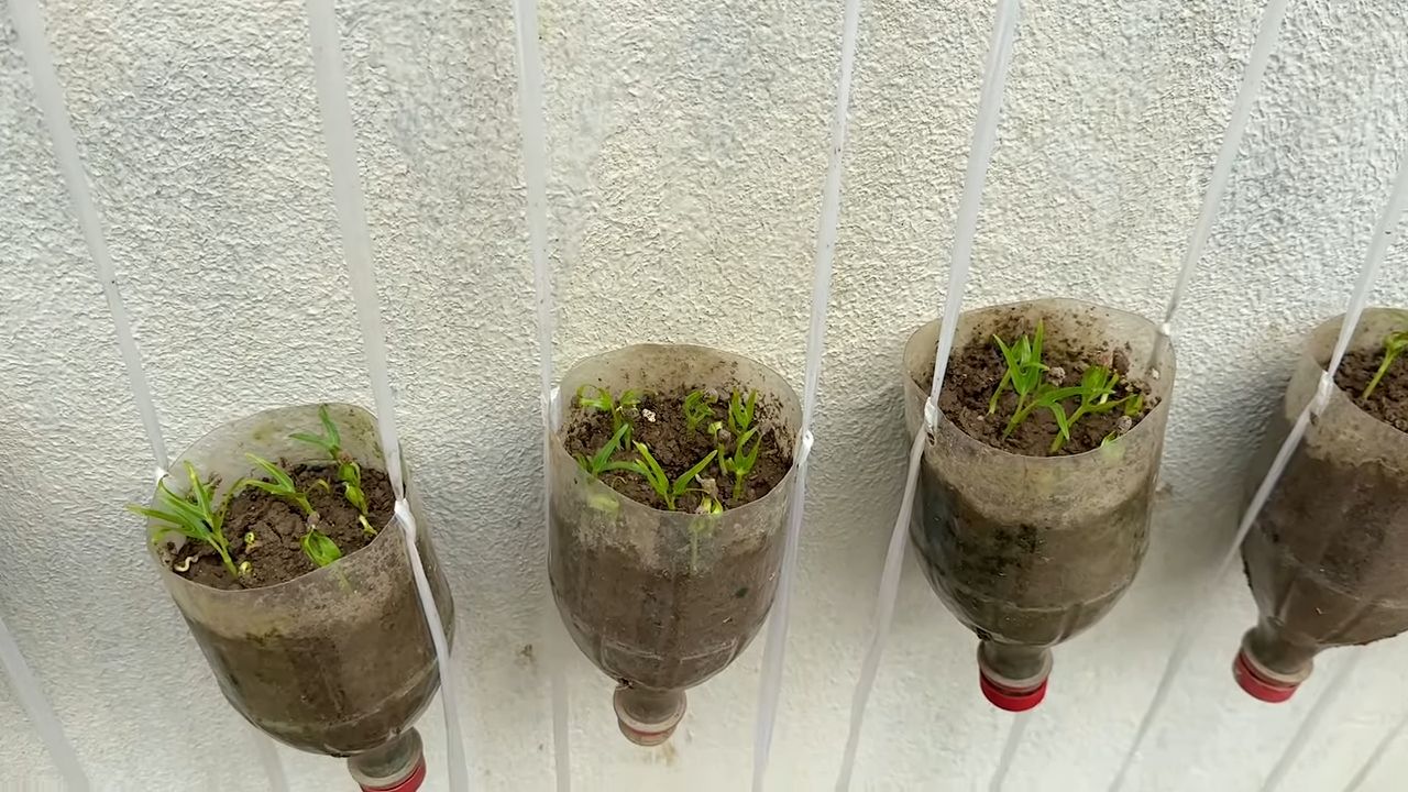 Water spinach plastic bottle