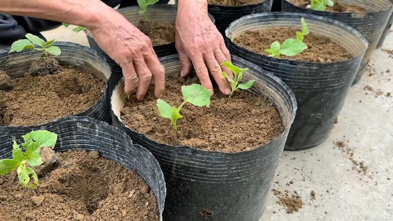 Growing Unique Melons