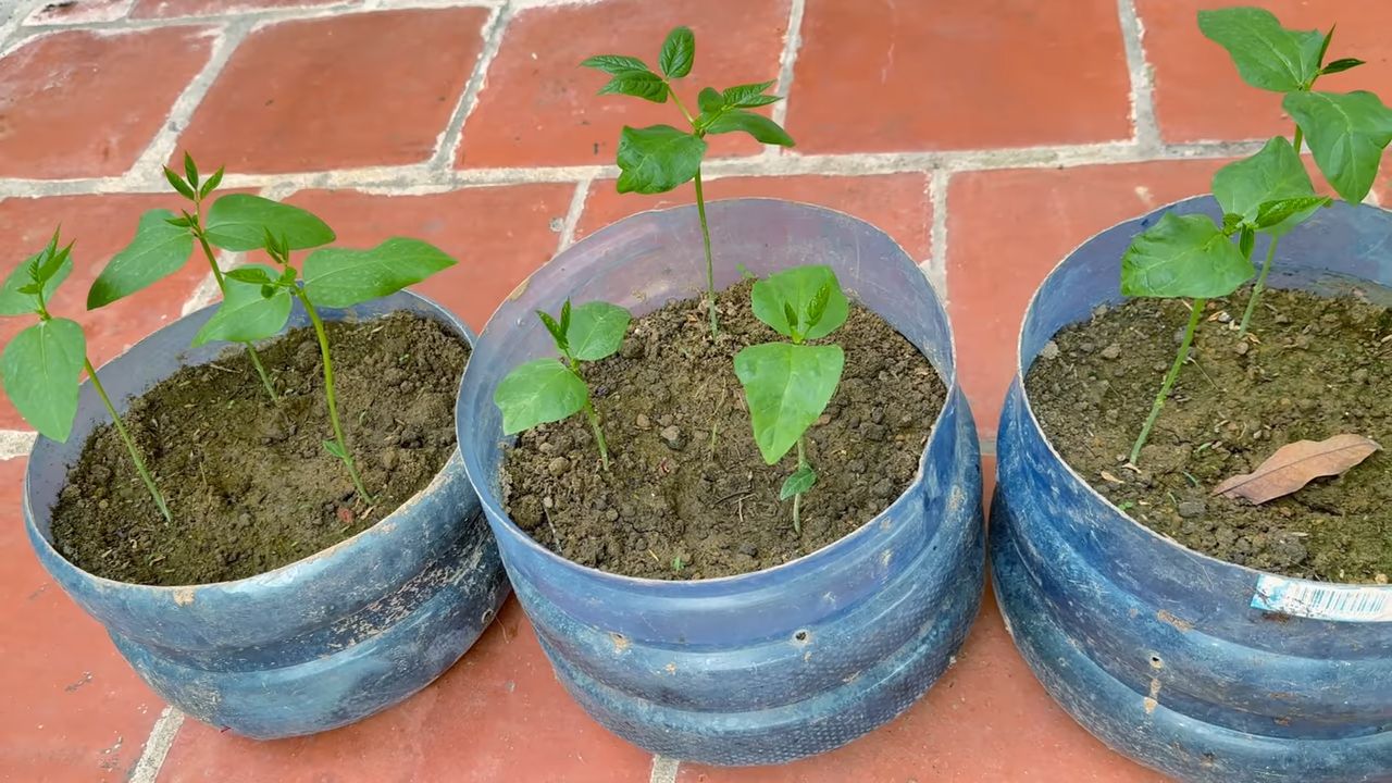 Cowpea garden from scratch