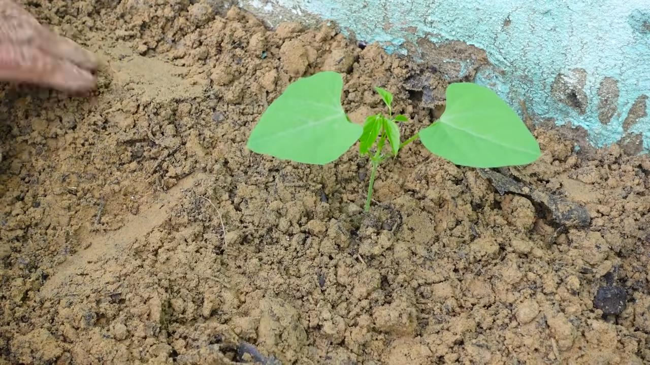 Grow Dragon Beans Indoors