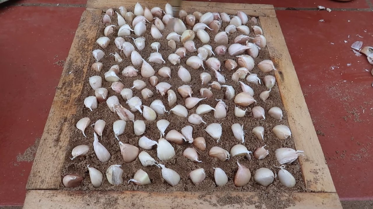 grow potatoes easily