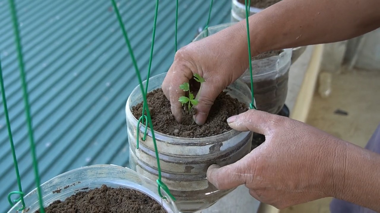 Hanging bottle garden celery