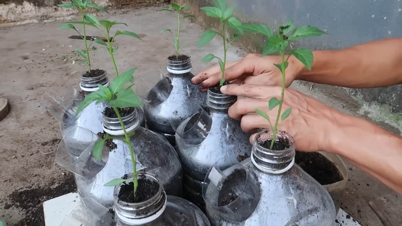 Grow Chili Peppers at Home
