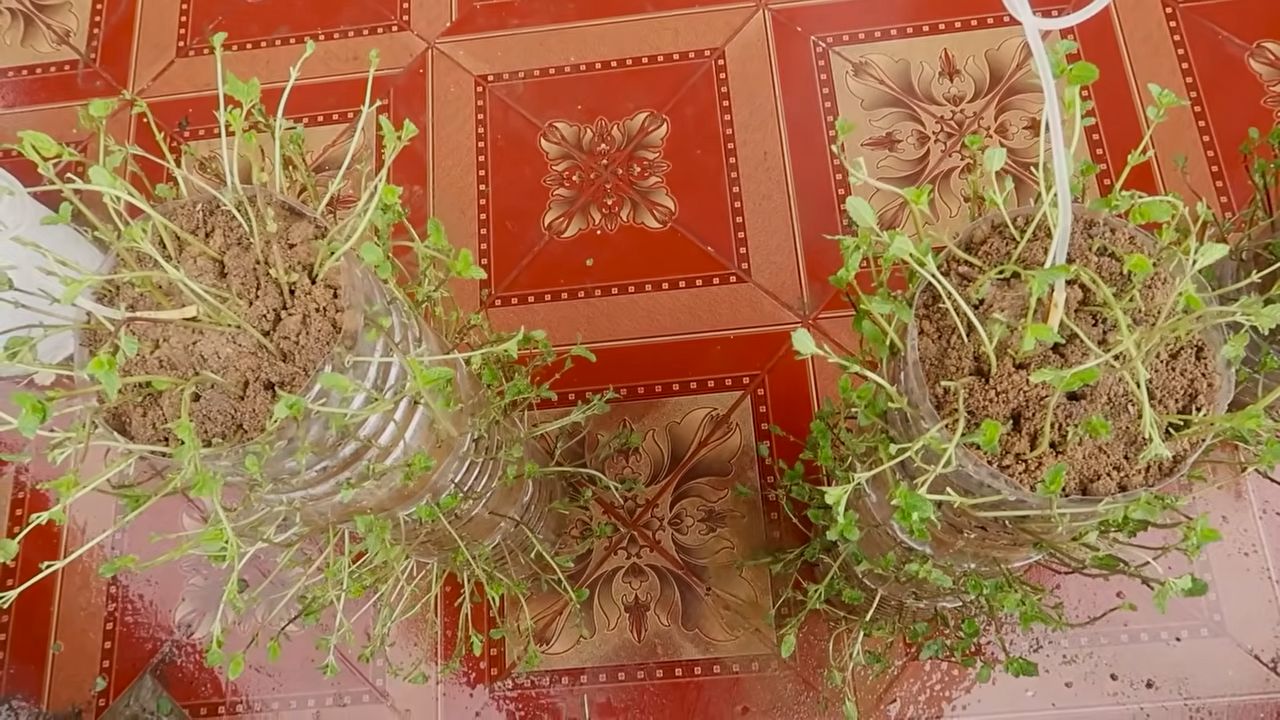 Grow Mint Indoors