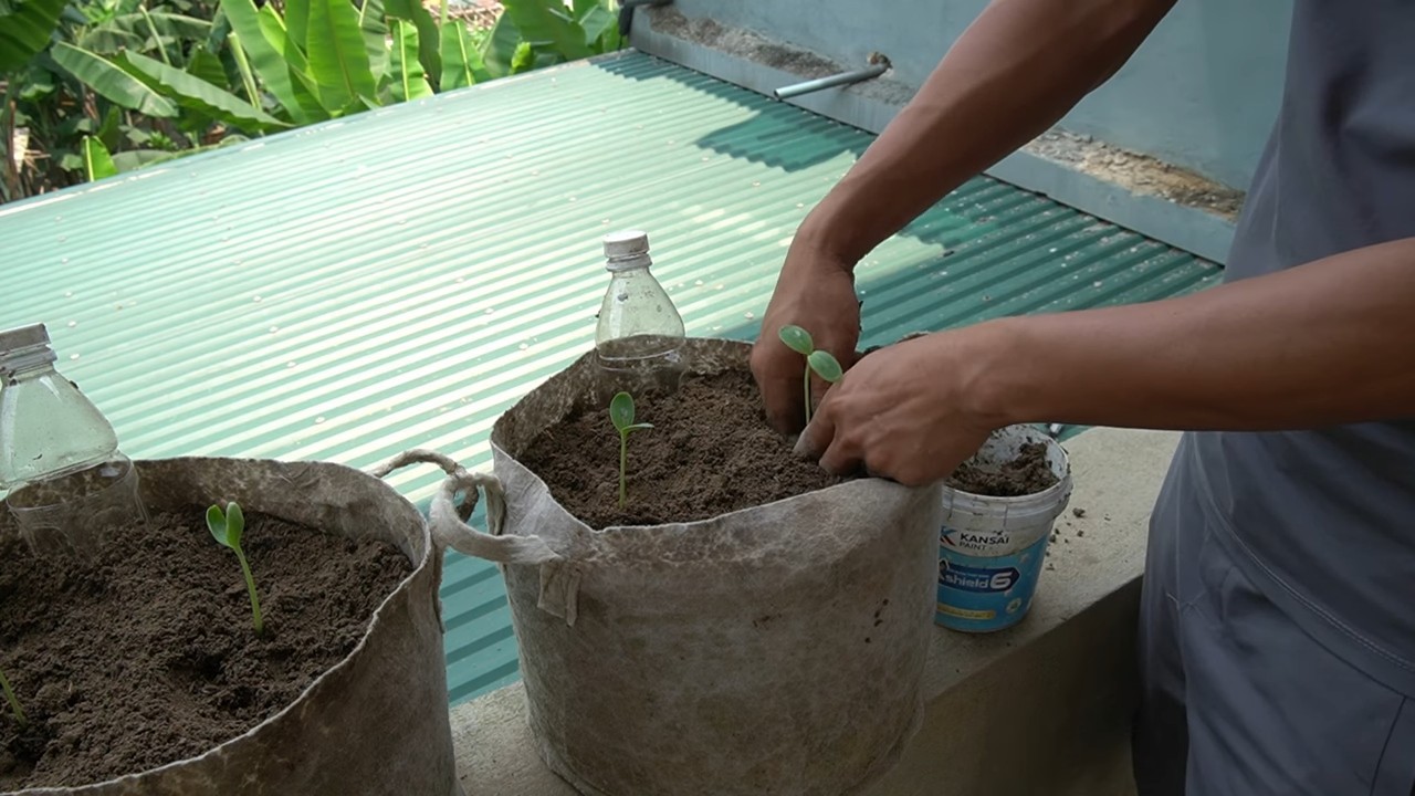One-Pot Watermelon Growing