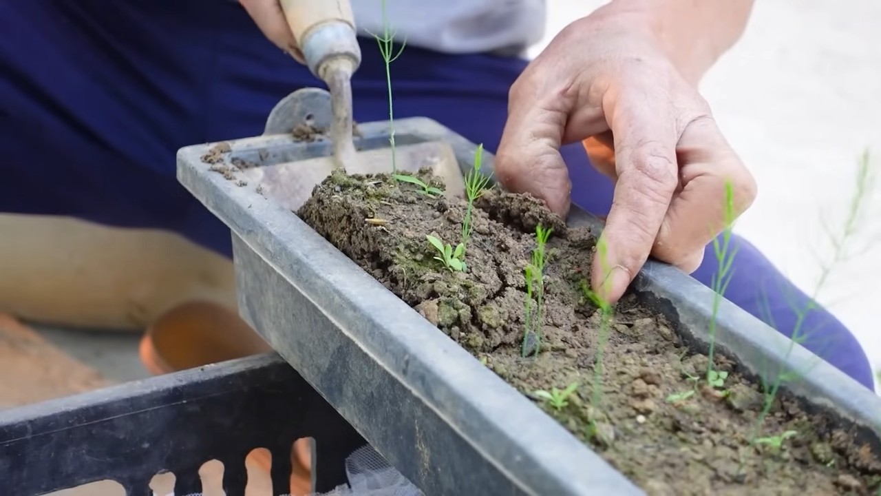 All Season Asparagus Routine