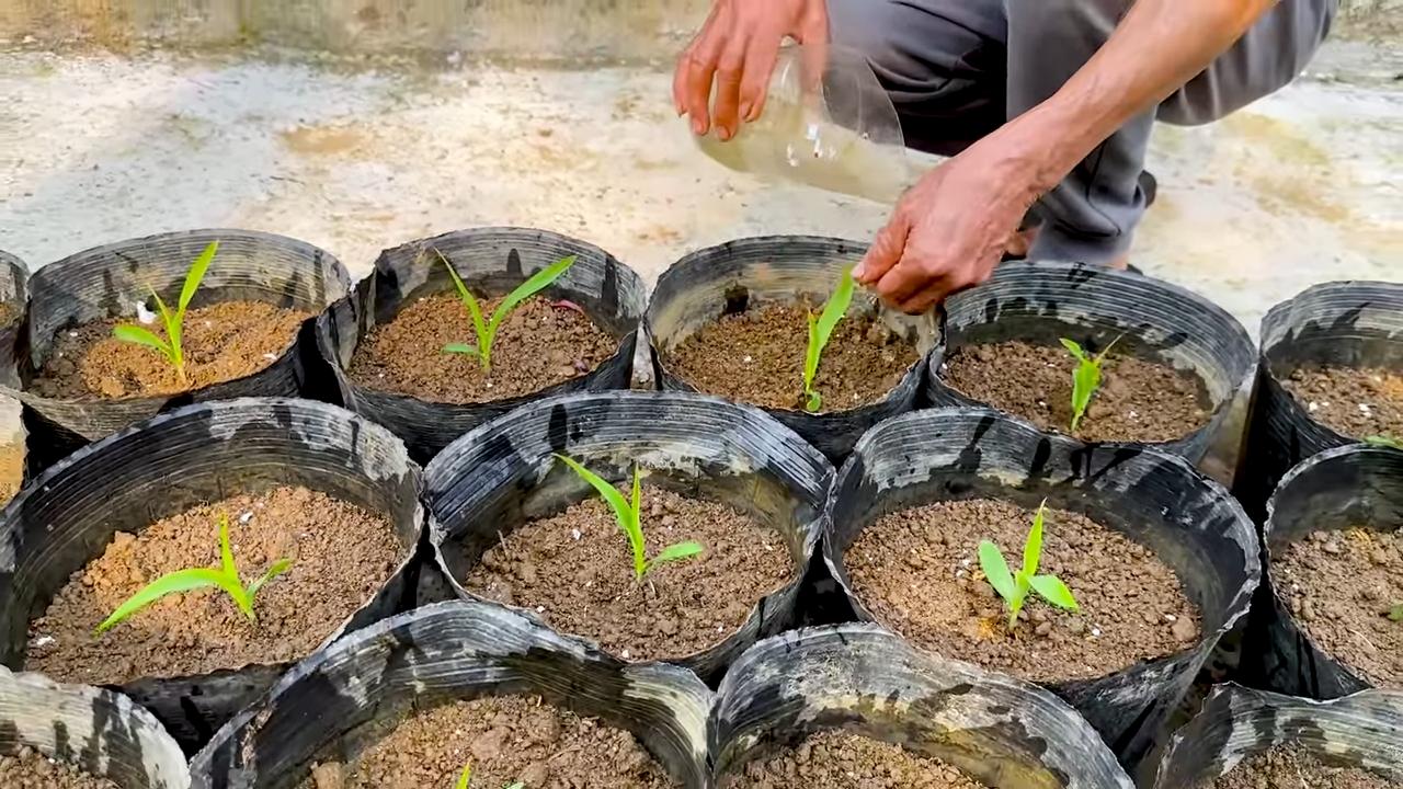 Rooftop corn growing simple