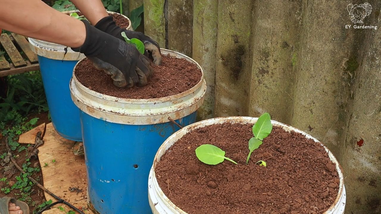 Companion Planting Cauliflower Broccoli