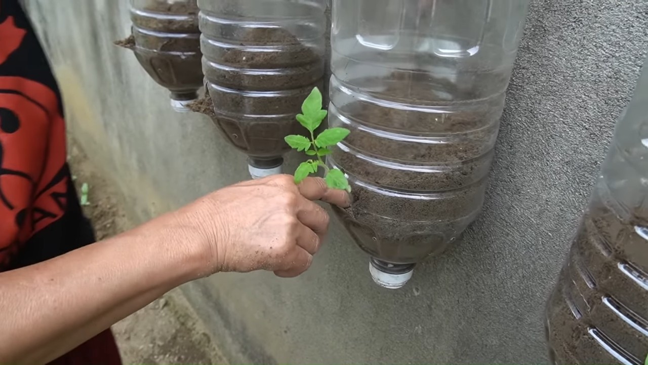 Grow tomatoes on a wall