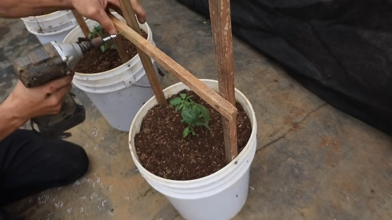 Grow Pepino Melon Home