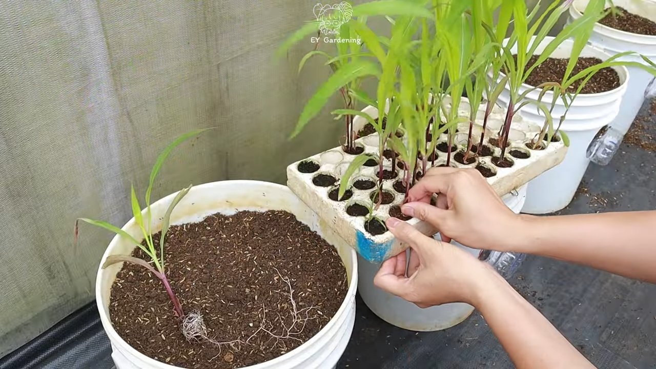 Grow Purple Corn at Home