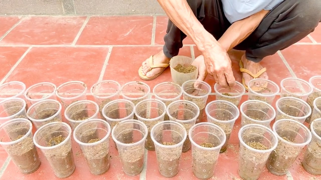 Easy No Garden Vegetable Growing