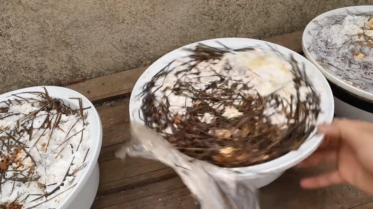 Growing mushrooms countertop