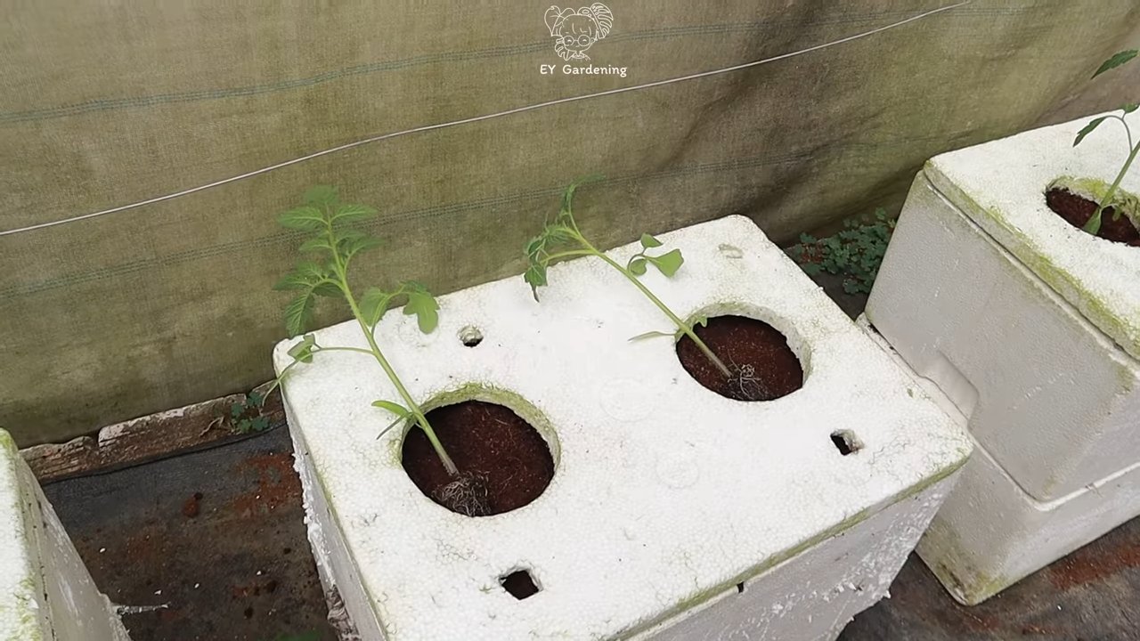 Terrace tomato nonstop fruiting